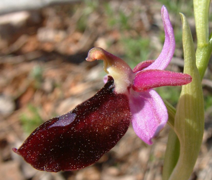 Ophrys ferrum-equinum